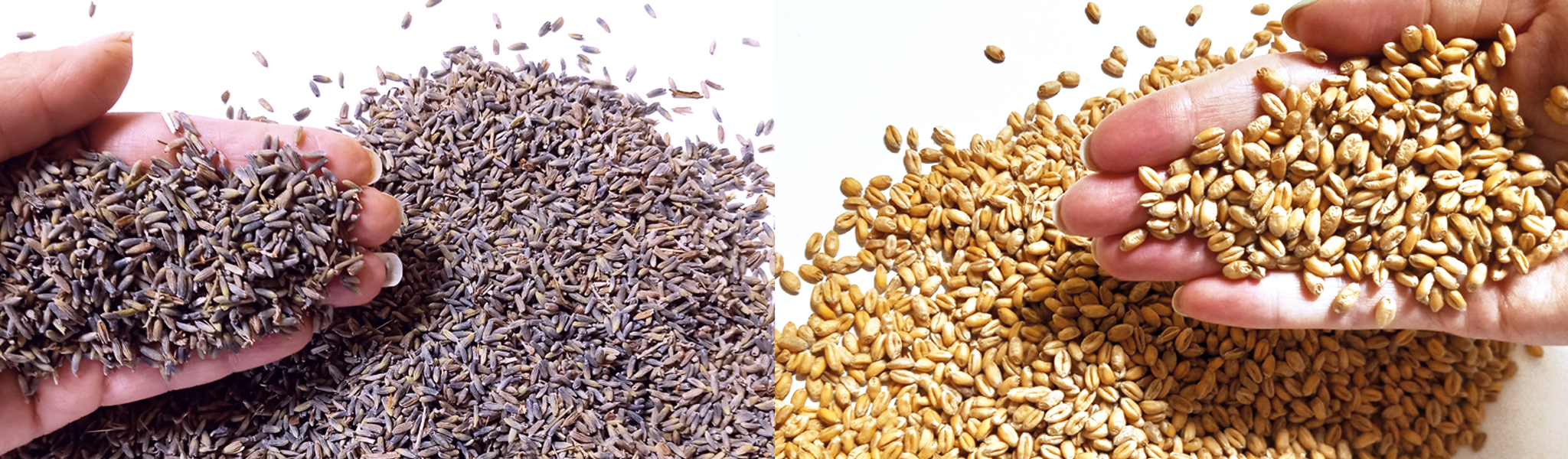 Wheat and Dried Lavender Buds