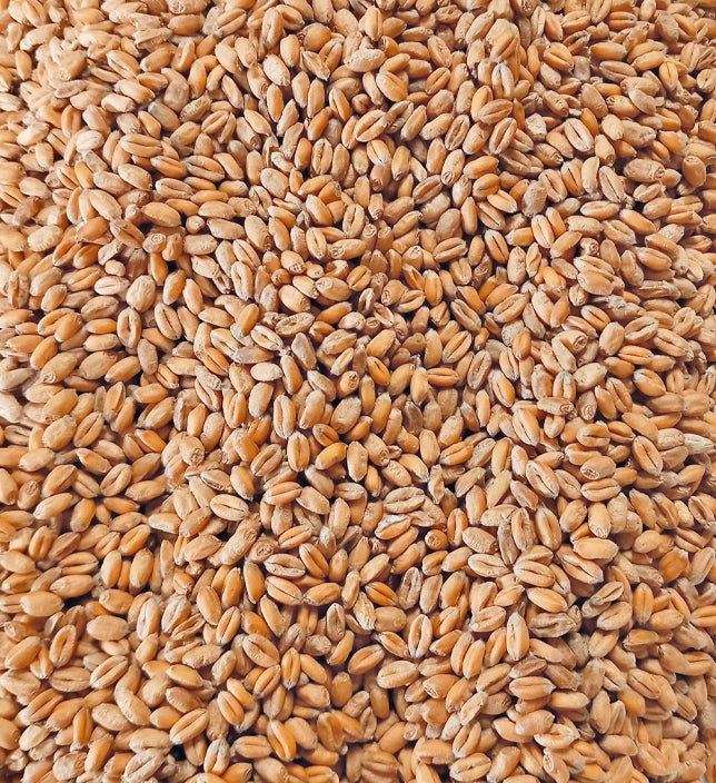 Cleaned English Wheat